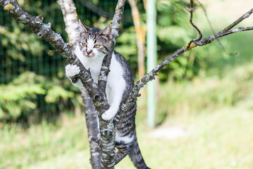 cat is hanging on the tree and hunting in summer outdoors