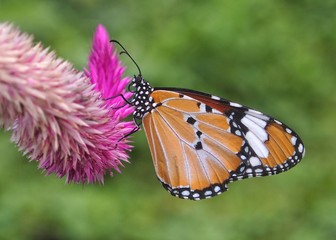 Monarch butterfly on Celozja flower tip