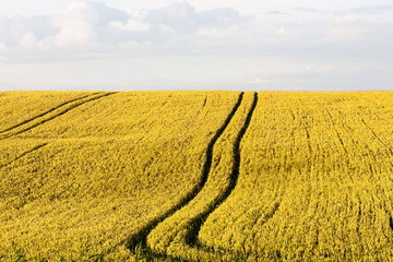 summer outdoor wheat panorama with blue sky with clouds