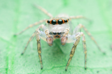 Macro jumping spider on leaf in garden