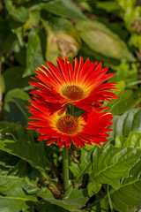 two red gerberas in flowerbed