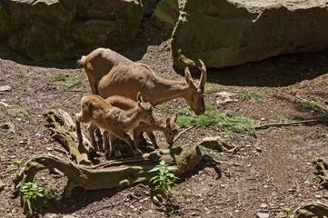 Alpine ibex, Alpebsteinbock, Zicklein