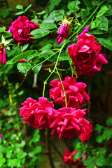Obraz premium Bulgarian rose bush