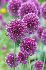 Obraz premium Inflorescence of garlic flowers