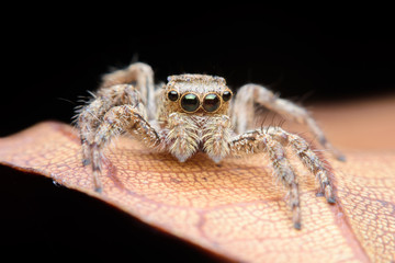 Macro jumping spider on leaf in garden