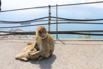 Singes en ville - Gibraltar