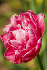 closeup of pink tulip