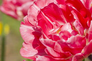 closeup of beautiful pink tulip