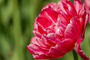 closeup of pink tulip on green background