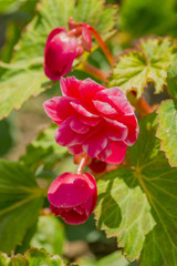 Beautiful pink flowers