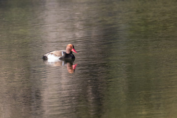 Brandente, Tadorna tadorna, schwimmt im Fluss