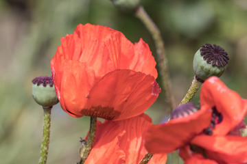 Fototapeta premium Klatschmohn mit Blütenblättern und Samenkapseln