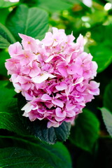 Close up Pink Hydrangea flower in the garden