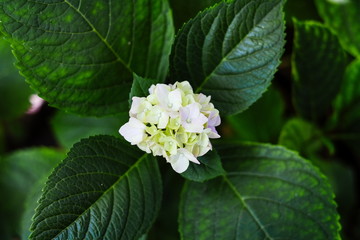 Close up white Hydrangea flower in the garden