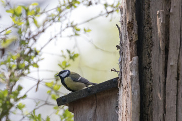 Kohlmeise sitzt auf Vogelhaus im Wald