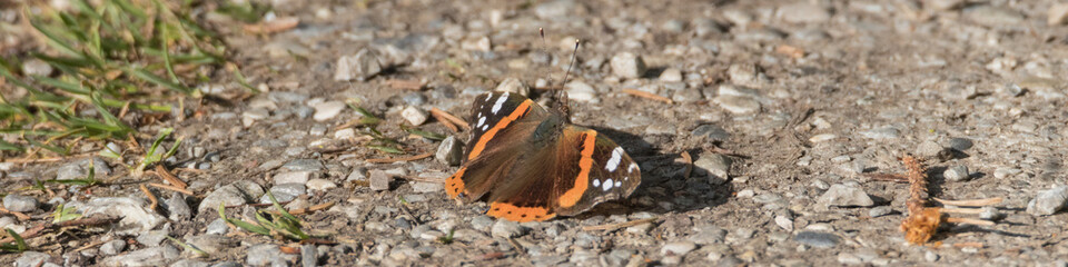 Admiral, Schmetterling sitzt am Feldweg