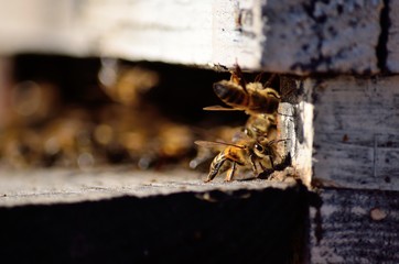 Isolated bee at the entrance of the hive