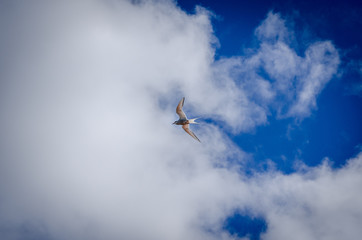 Seagull at Iceland