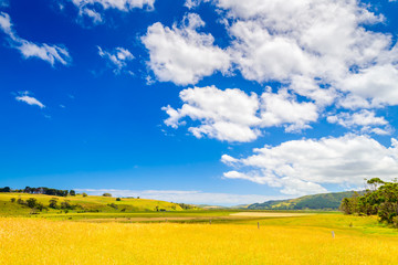 Farmland with grazing dairy cows