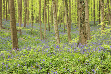 Wide purple valley in the forest, colored by bluebells