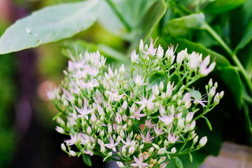Rhodiola rosea flower, medicinal plant closeup shot