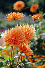 orange dahlia blossom in summer autumn time