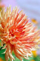 orange dahlia blossom in summer autumn time