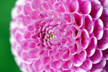 pink dahlia blossom in summer autumn time