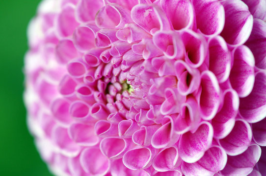 pink dahlia blossom in summer autumn time