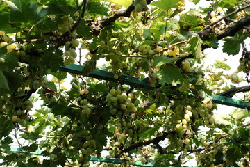 Organic Grapes in Fall. Ripe Grapes Hang From a Vine. Vineyards at Sunset in Autumn Harvest