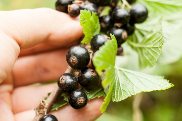 Pluck Blackcurrant fruit on the bush. Harvest of ripe fluffy blackcurrant. Black fruits on a green background.