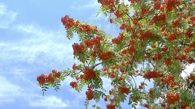 Rowan berries, Mountain ash (Sorbus) tree with ripe berry. Blue sky background. 4k footage
