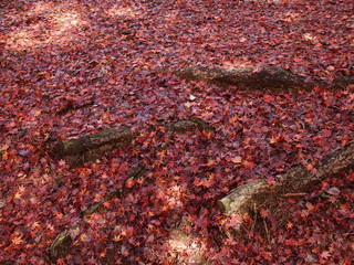 木漏れ陽のスポット光を浴びる紅葉と枯れ木