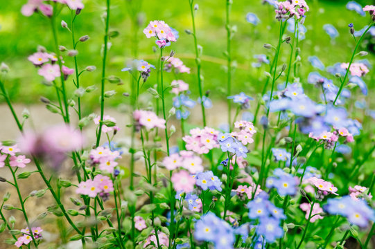 brunerra flowers in bloom close up, shallow focus