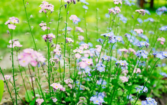 brunerra flowers in bloom close up, shallow focus