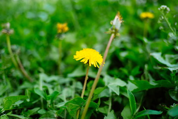 Detail of blooming yellow dandelions on grass at sunrise. Spring green meadow with dandelions. Spring flower