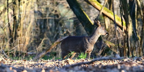 Ricke in Wildnis