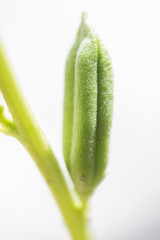 Obraz premium Sesame seed plant in the area of my home.