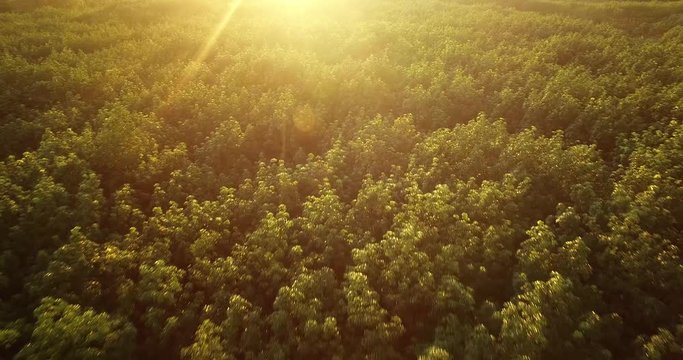 4K Aerial fly over green rubber plantation and nature forest in Thailand with golden flare sunset lighting .