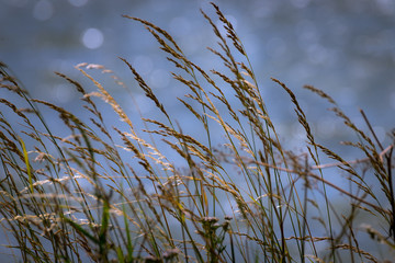 Grasses on a summerday against the water of the Markermeer