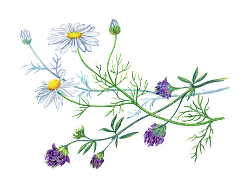 Bouquet with daisies and alfalfa, watercolor drawing on a white background with clipping path.