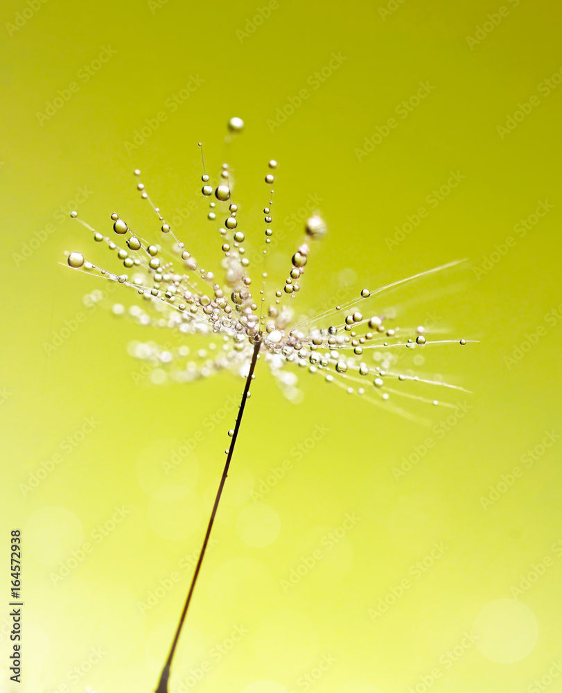 Poster Dandelion seed macro with drops of dew water sparkles in the sunlight on a light green background. Awesome airy beautiful delightful abstract image of the beauty of nature.