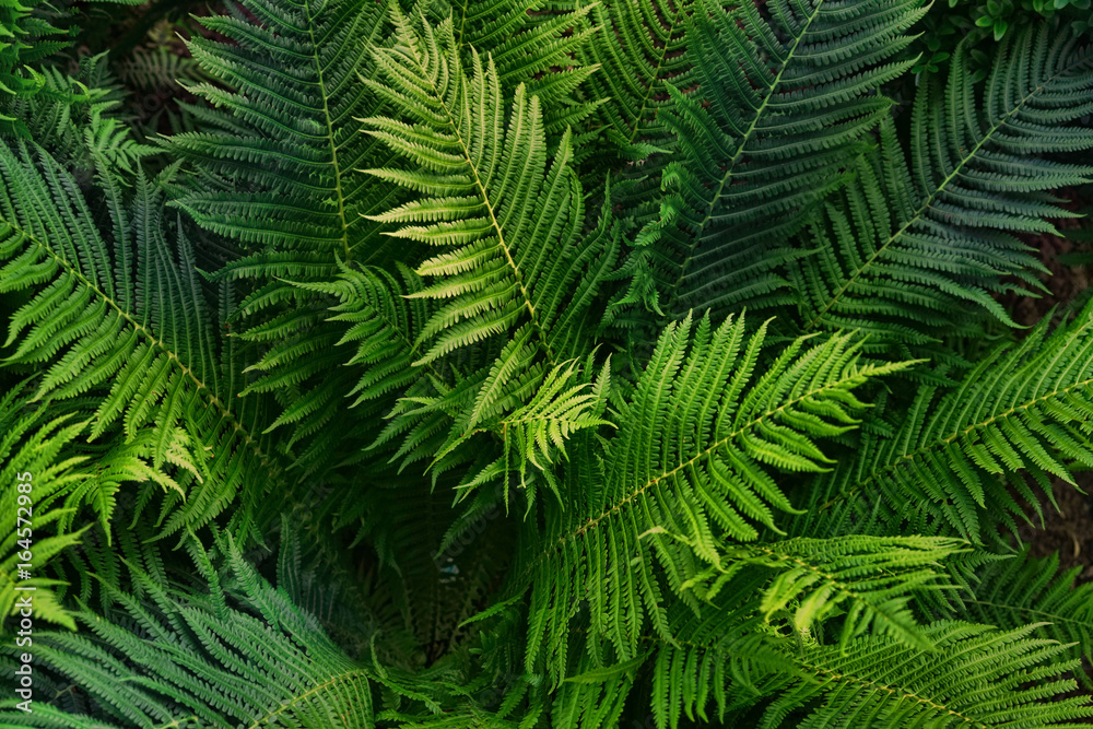 Poster natural background of green fern leaves. creative composition of the texture of leaves. leaf texture