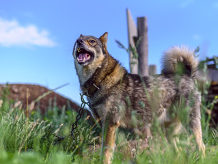 Shepherd on the chain guards the house