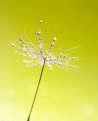 Fototapeta premium Dandelion seed macro with drops of dew water sparkles in the sunlight on a light green background. Awesome airy beautiful delightful abstract image of the beauty of nature.