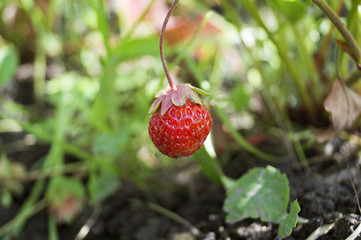 Ripe strawberries growing in the garden. Summer.