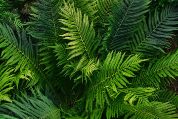 Fototapety  Natural background of green fern leaves. Creative composition of the texture of leaves. Leaf texture background.