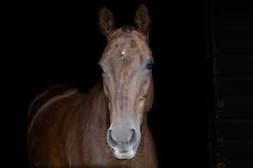 Horse with black background