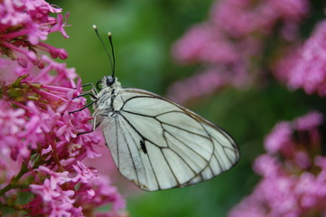 PAPILLON