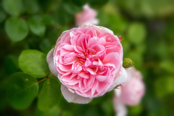 Blooming pink English rose in the garden on a sunny day.